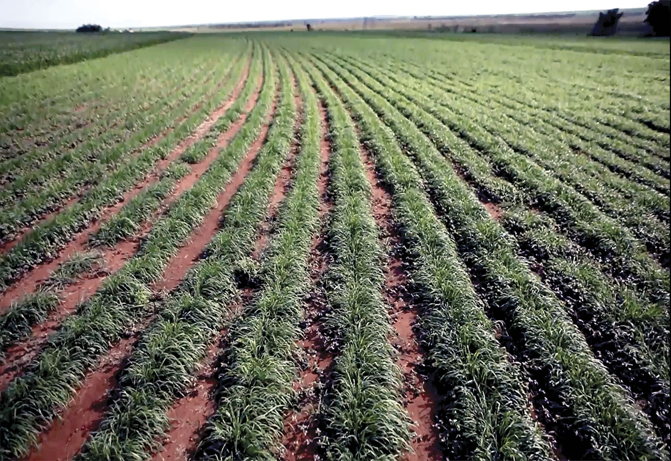Santa Rita Sementes  aposta na rentabilidade  do setor de forrageiras