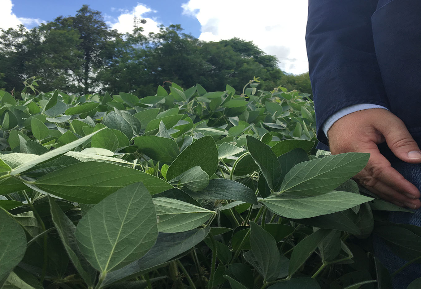 A Embrapa no Terceiro Milênio