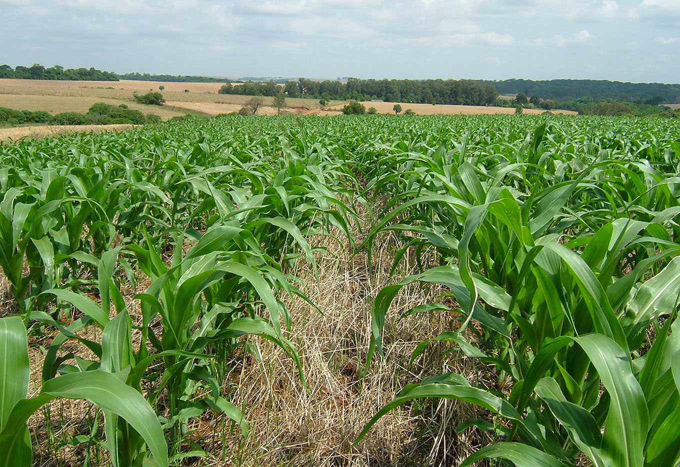 Governo Prevê Mais Milho e Arroz