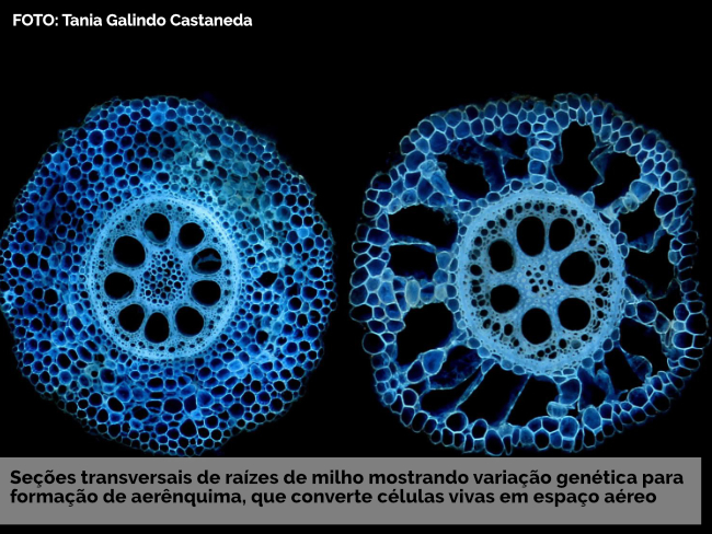 Descoberta de um novo gene pode ajudar no melhoramento de cultivares resilientes ao clima