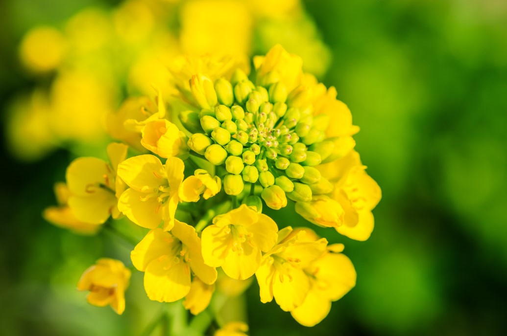 Pesquisadores identificam gene que regula o tempo de floração e o ângulo das folhas de canola