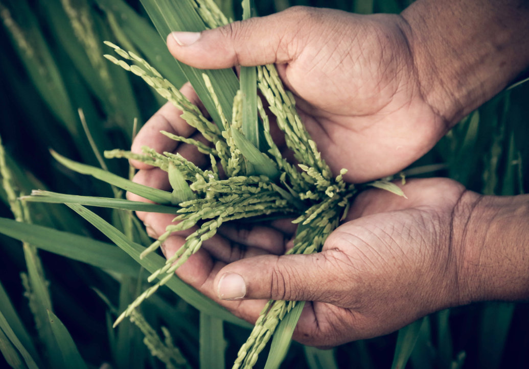 Cientistas ajustam a textura do arroz usando a edição de genes Cientistas ajustam a textura do arroz usando a edição de genes