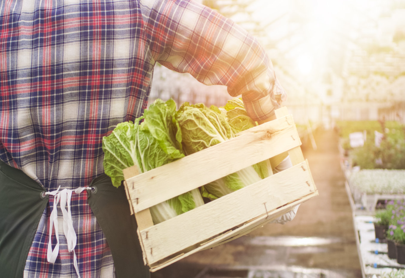 Estudo destaca perdas econômicas causadas por barreiras à comercialização de transgênicos