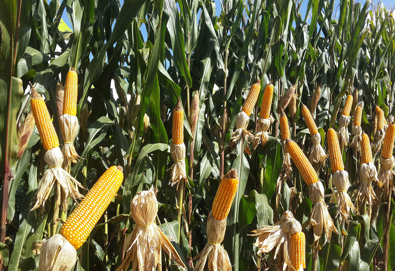 PIONEER: Uma Empresa com História