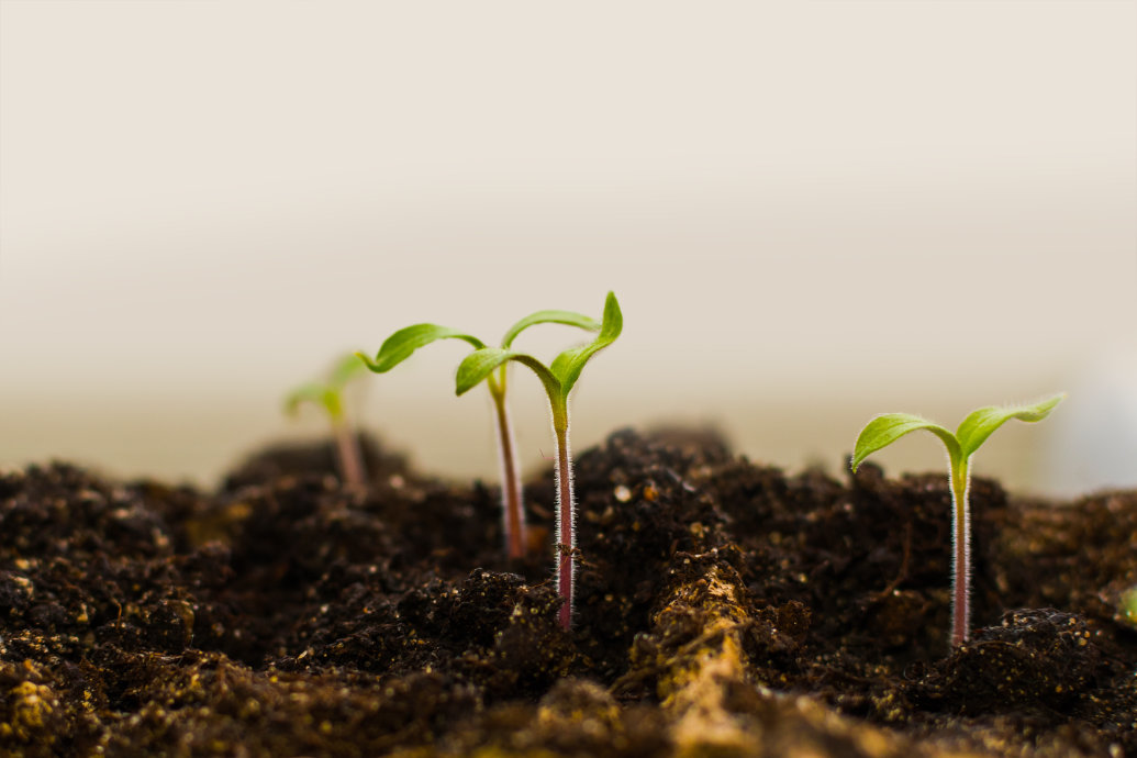 Pesquisadores identificam um gene que possibilita a germinação de sementes de tomate sob alta temperatura