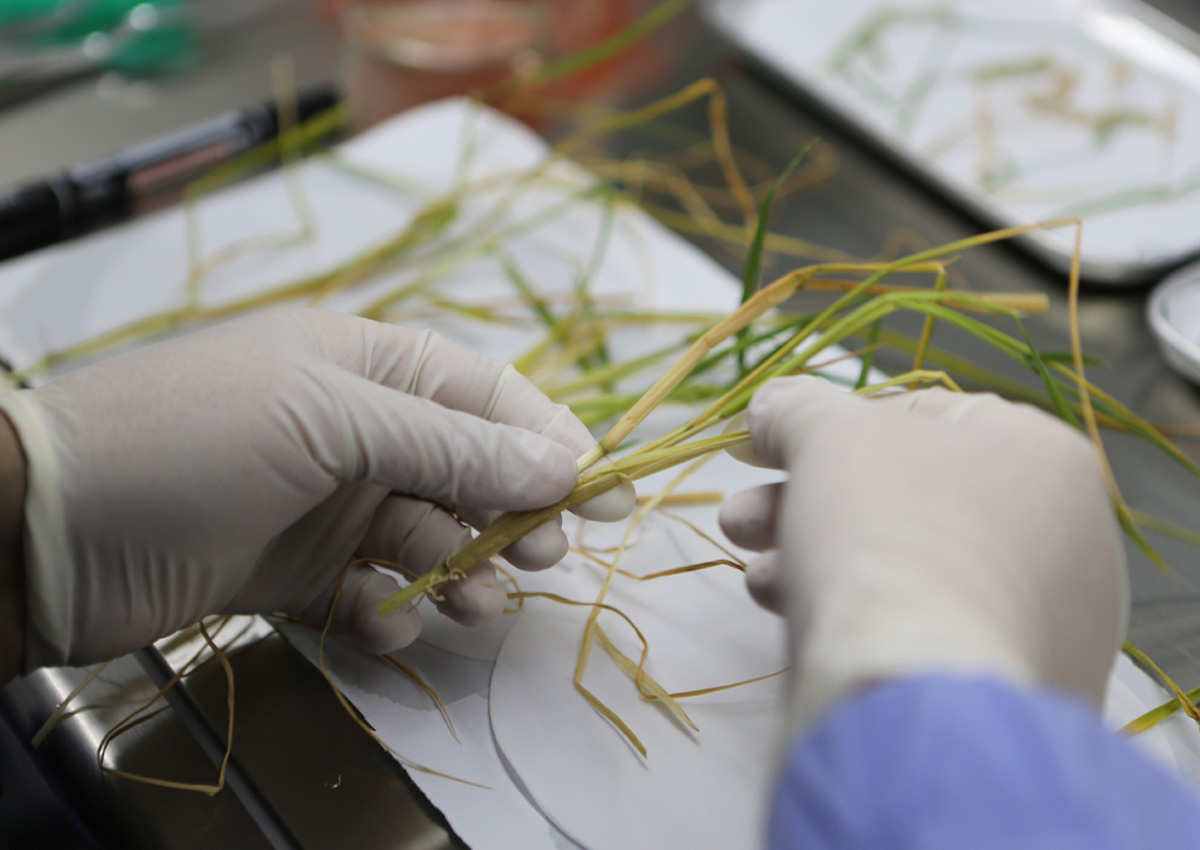 As primeiras sementes de arroz do mundo cultivadas e colhidas em órbita no voo espacial chinês retornam à Terra