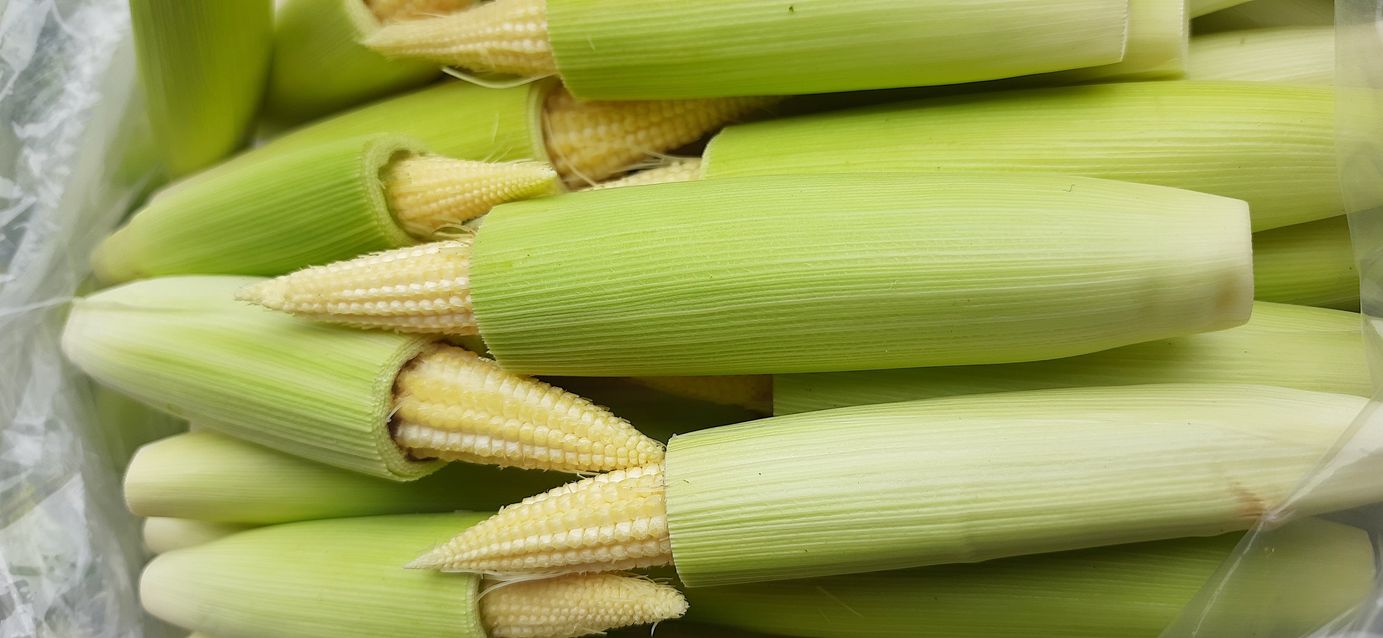 Descoberta inesperada leva a um novo mecanismo de controle da polinização de milho