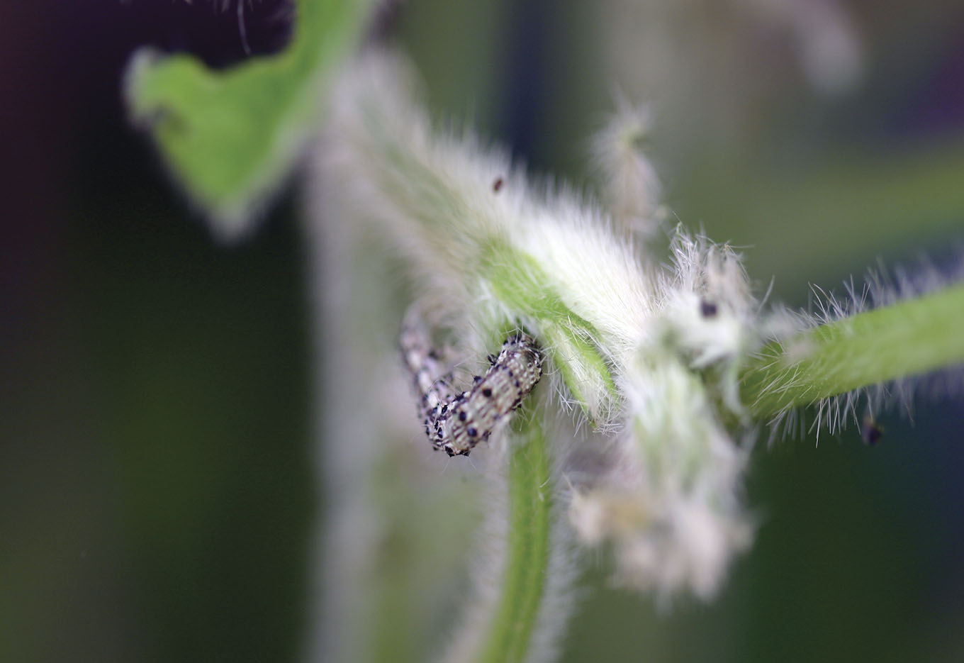 Novo inseticida para tratamento de sementes