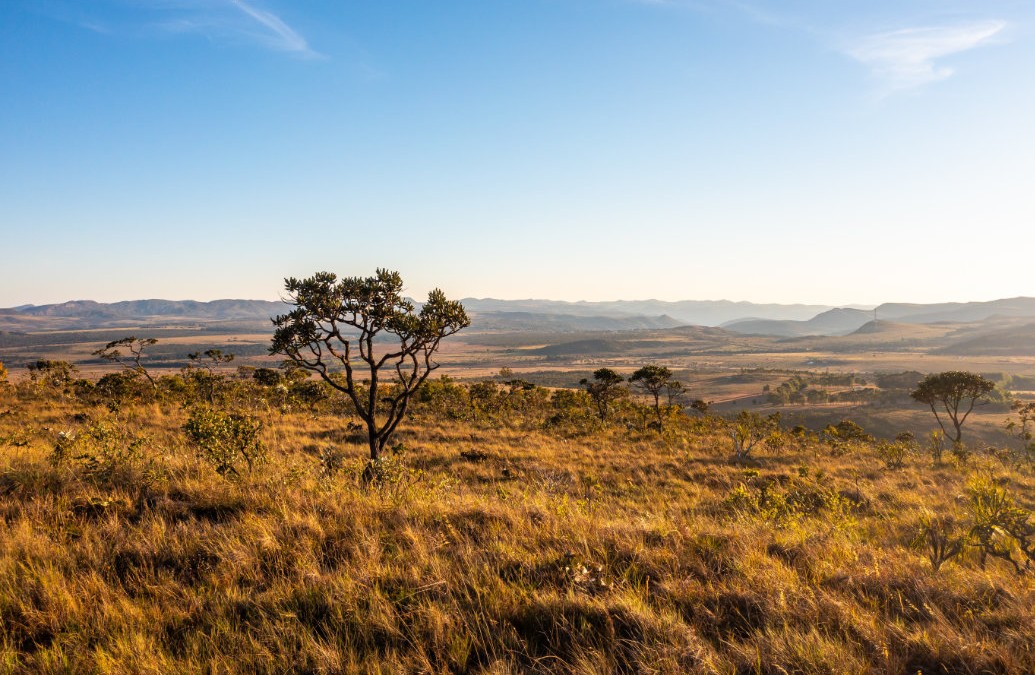 ONU reconhece iniciativa que já coletou mais de 150 espécies de sementes nativas do Cerrado