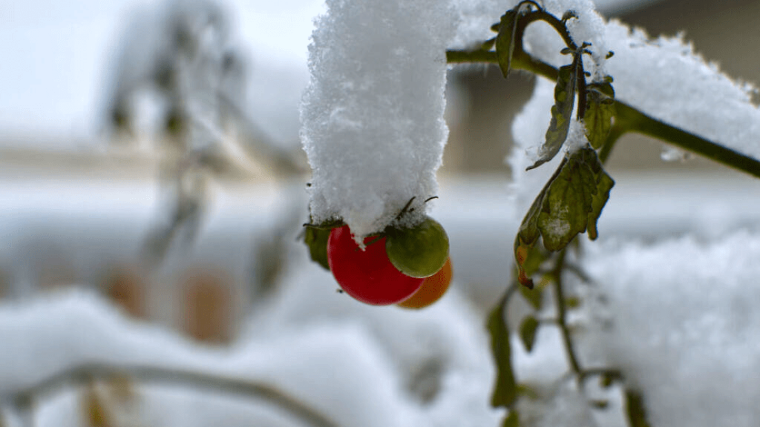 Chave genética para criar plantas resistentes ao frio é revelada através do Crispr
