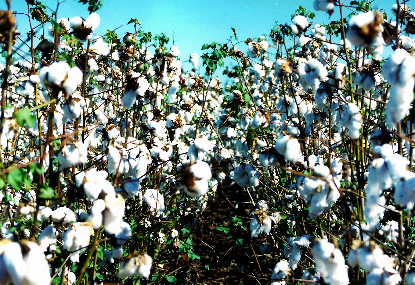 Inicie seu Cultivo de Algodão com Nota 10