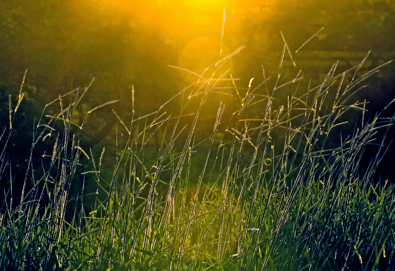 Mercado e produção de sementes de forrageiras tropicais no Brasil