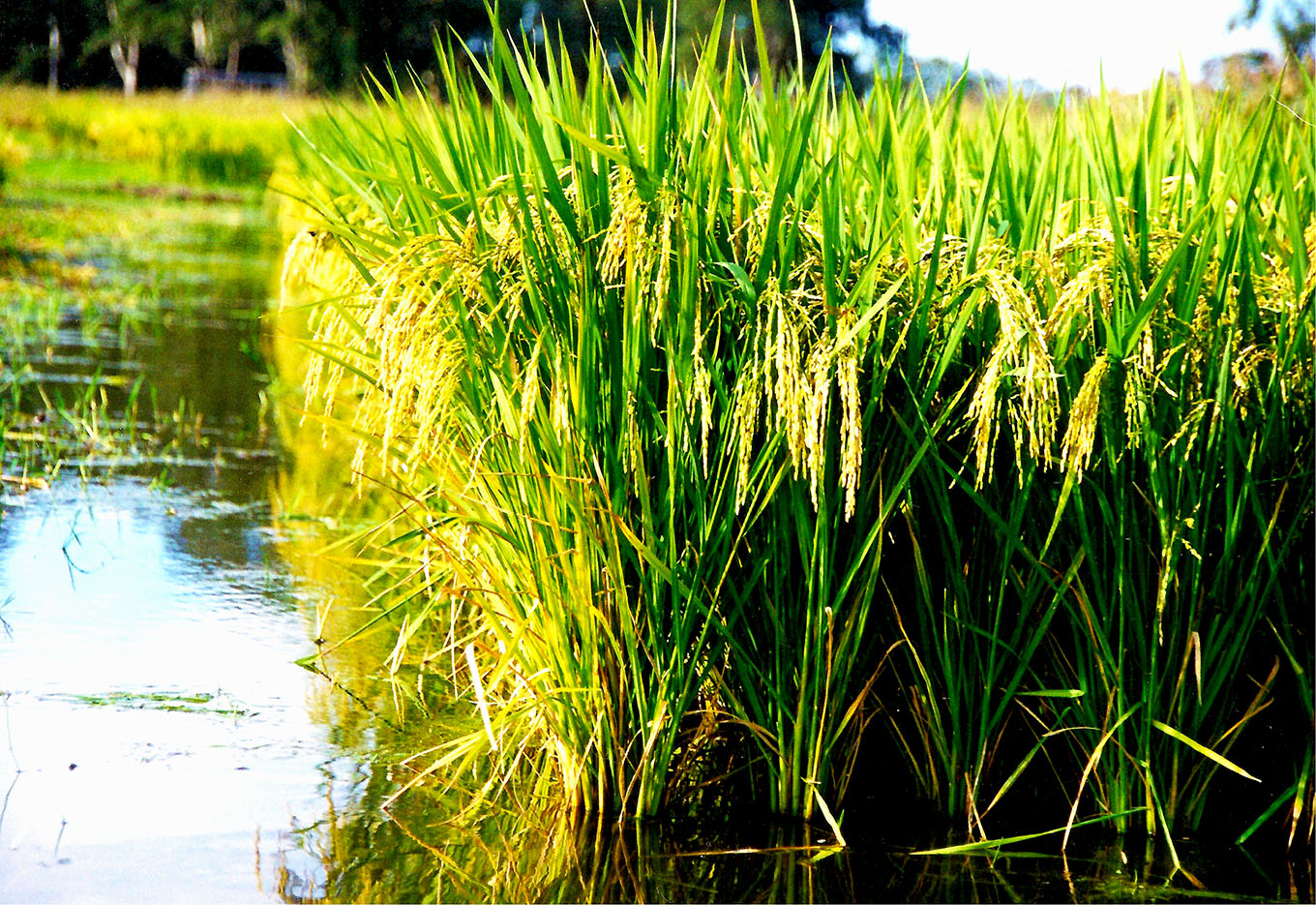 Expofeira Pelotas passa a ser maior evento técnico-científico da região