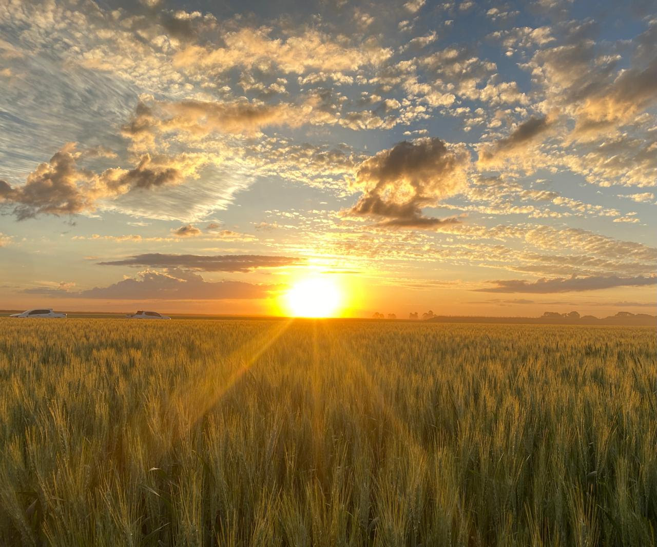Embrapa abre edital para produção de sementes de trigo tropical