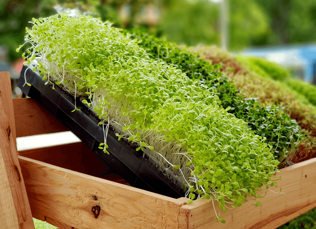 Microverdes: super alimento é destaque da ISLA Sementes na Naturaltech