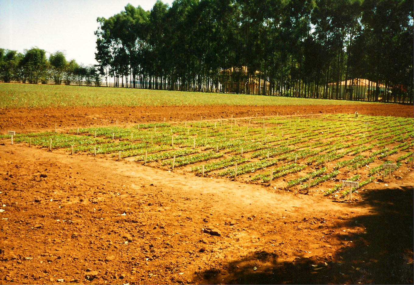 Pioneirismo da Produção de Sementes