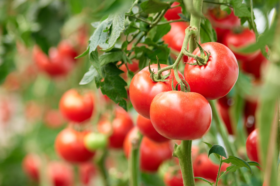 Experts BASF destaca inovações e investimentos na horticultura Experts BASF destaca inovações e investimentos na horticultura