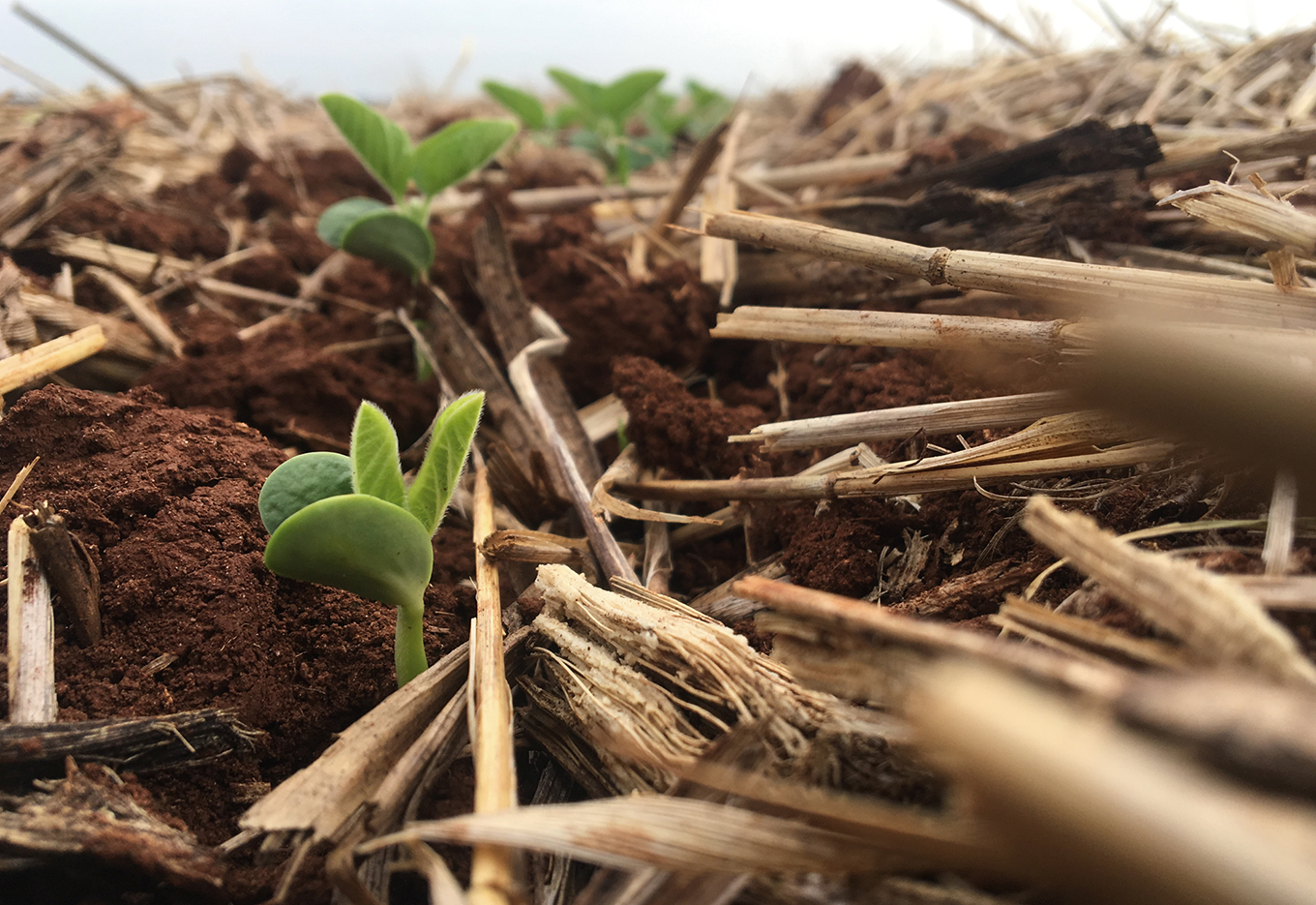 Atendimento de reclamações na emergência de plântulas