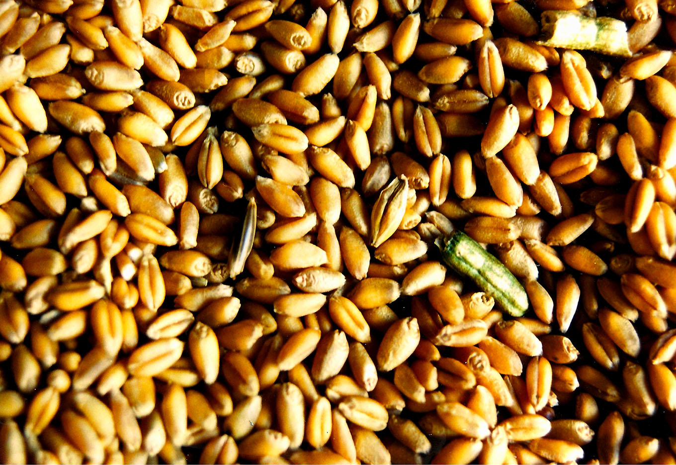 Melhoramento genético em trigo