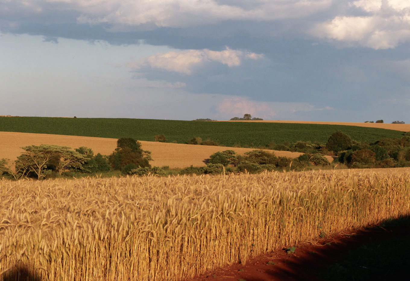 Os extremos da produção de sementes ao sul