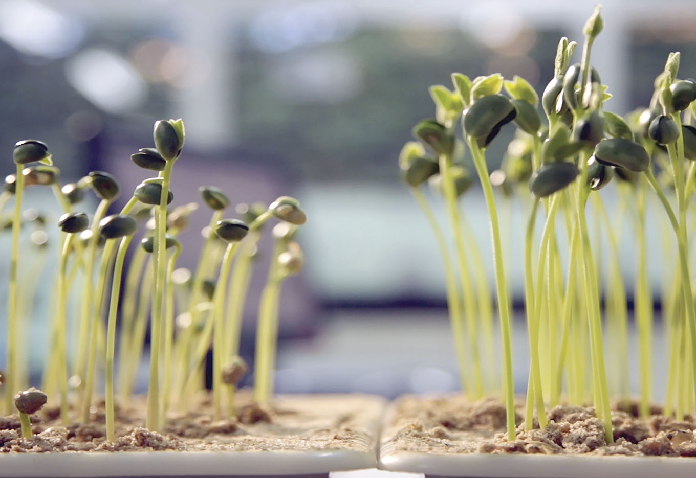 Colheita de sementes: