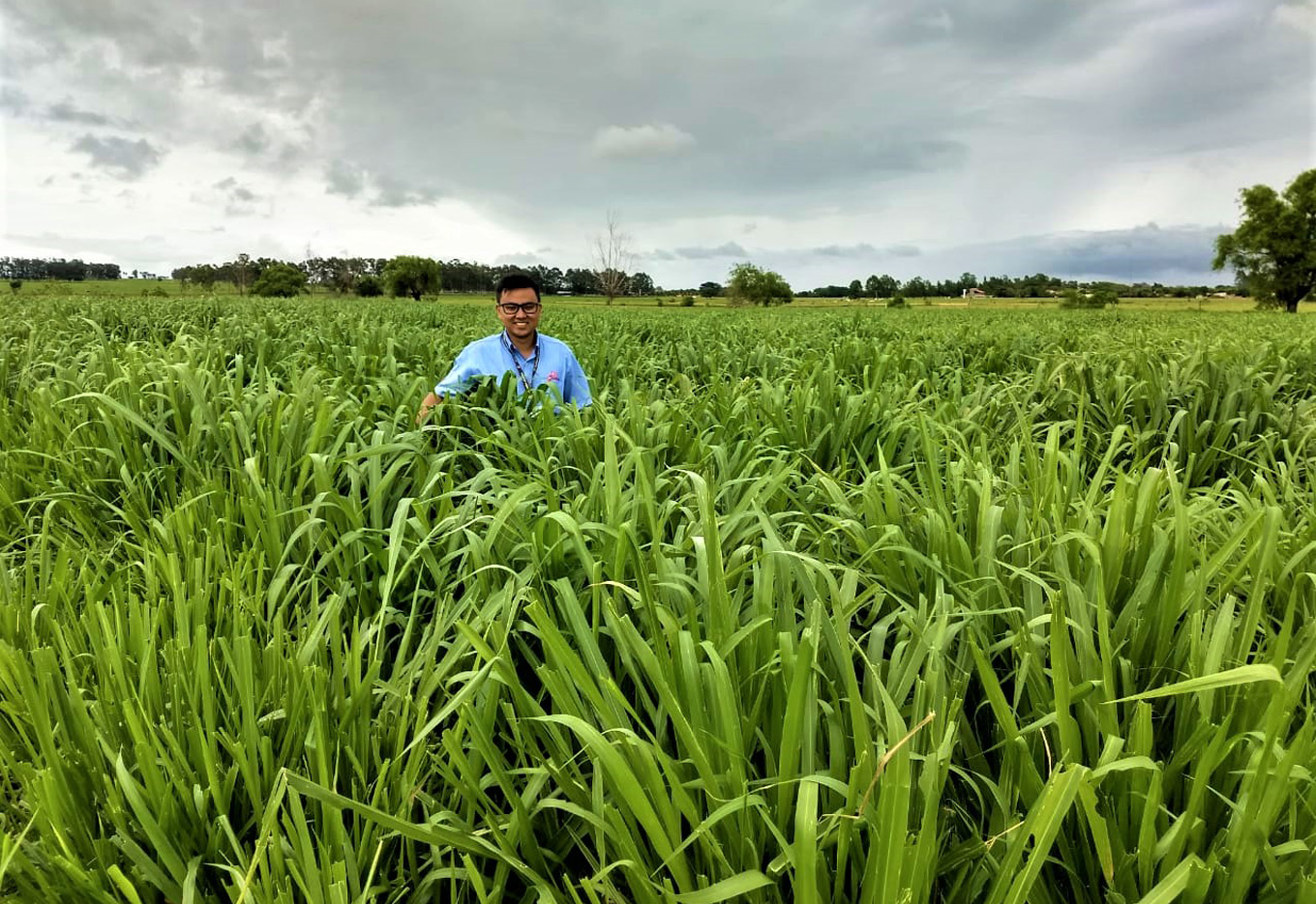 Precisamos plantar pasto para colher boi, e para isso, não é preciso derrubar uma única árvore