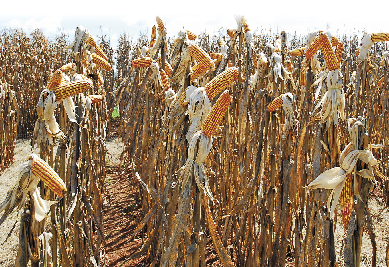 Facilitando o cultivo do milho