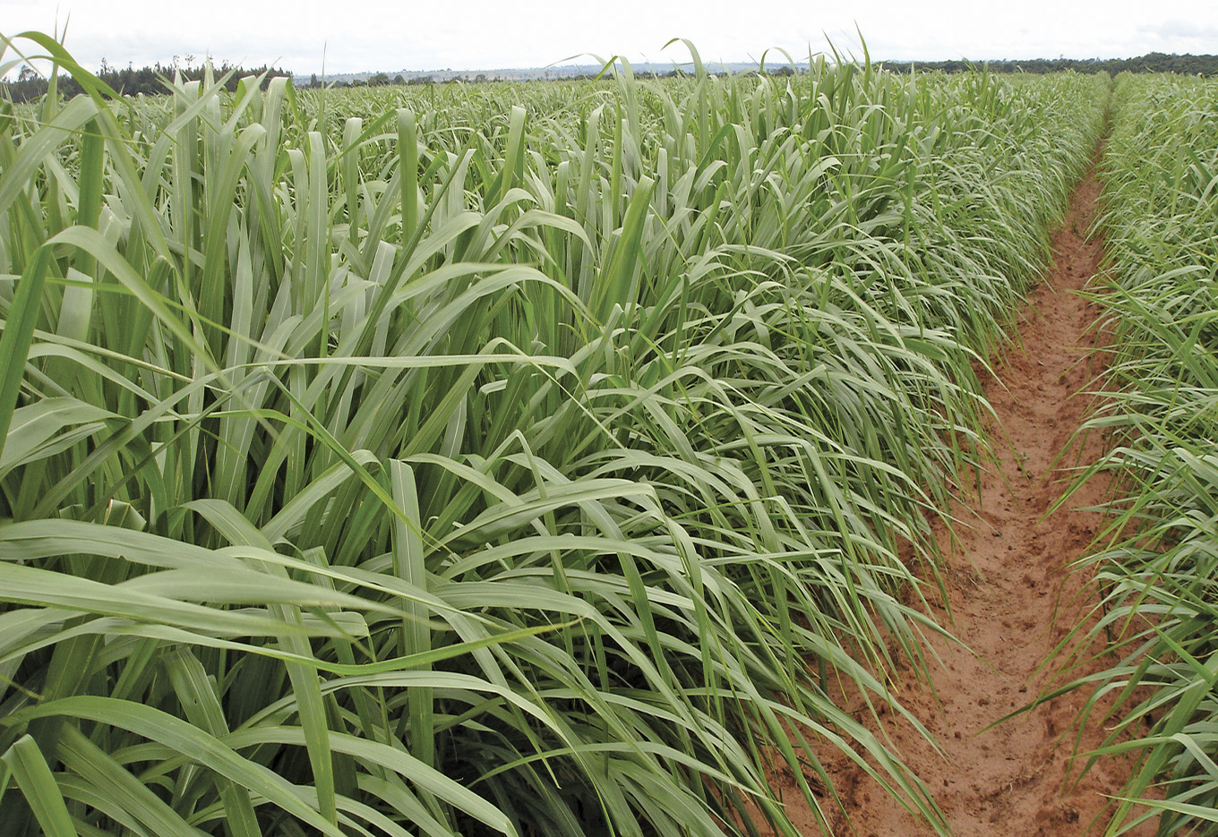 Matsuda aposta em modernas tecnologias para a produção de sementes de forrageiras