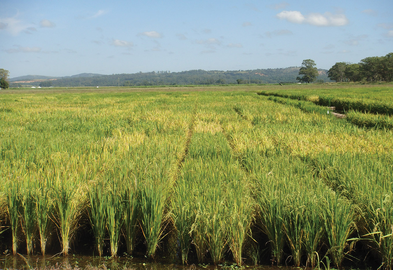 Criação de cultivares: o trabalho de Milton Alberico Rocha
