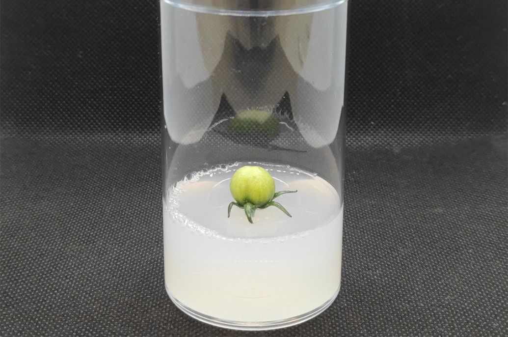 Frutos são produzidos no laboratório sem precisar cultivar uma planta inteira