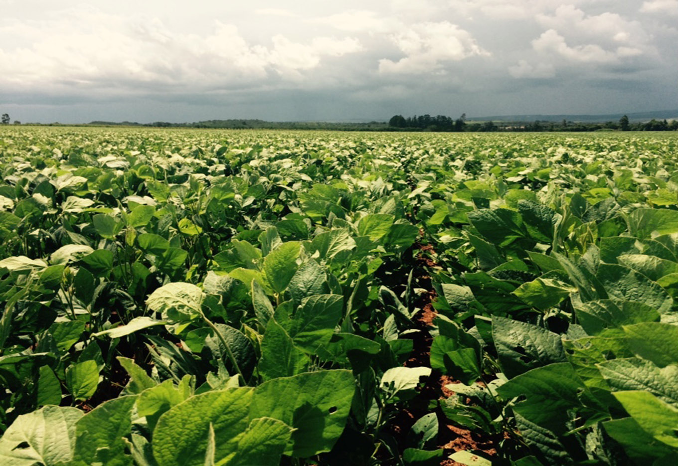 Lançada a tecnologia LibertyLink para a cultura da soja no Brasil