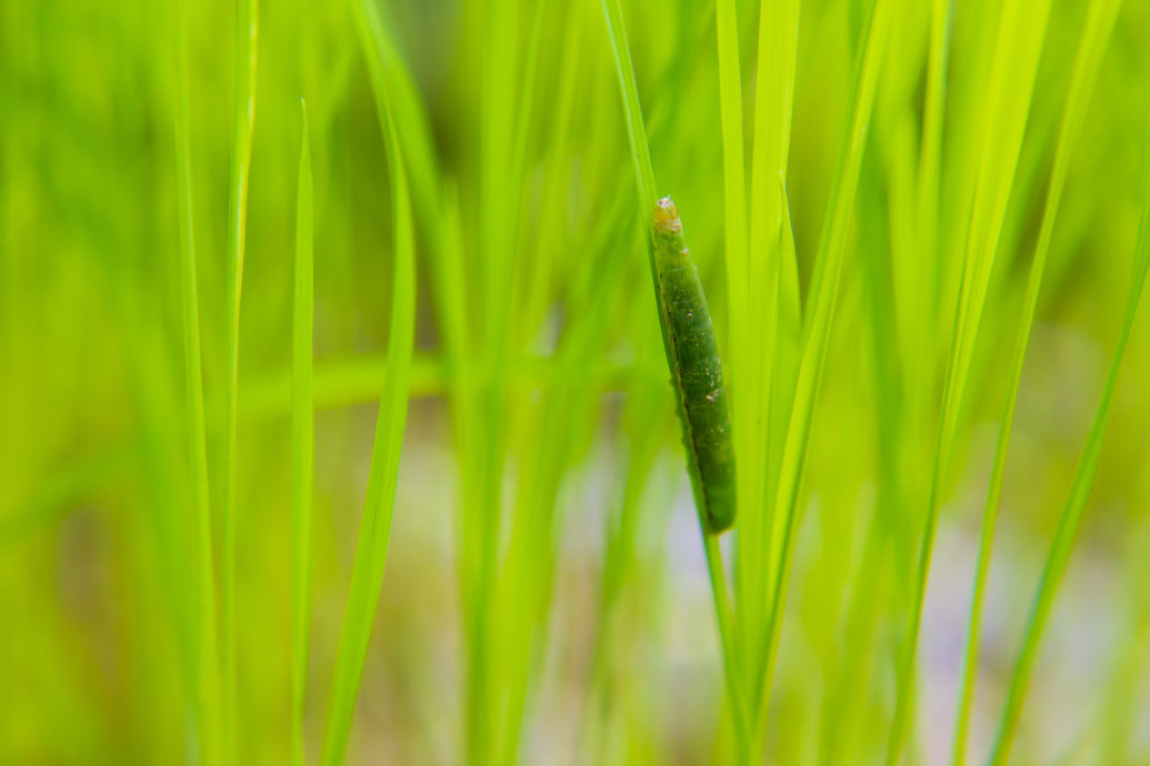 Inseticida para tratamento de sementes Dermacor da Corteva Agriscience recebe registro para o controle da lagarta-do-cartucho no arroz
