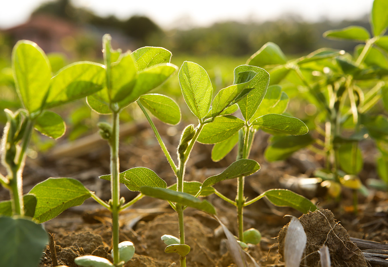 Aprosoja apoia produtores de soja e milho no MT