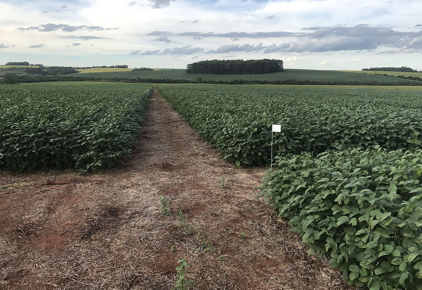 Impacto na Genética Vegetal