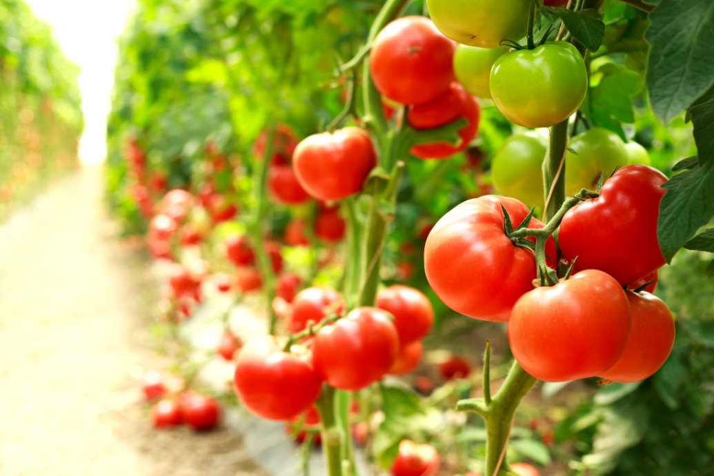 Cientistas mapeiam os genes que regulam cada órgão do tomateiro