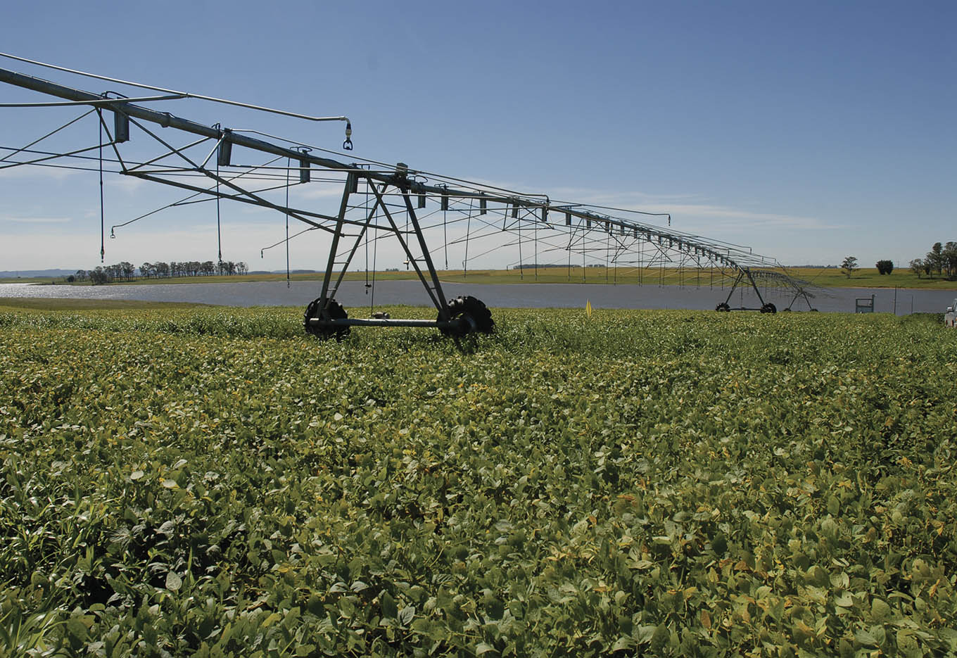 Fórum Técnico da Soja avalia problemas e sugere soluções