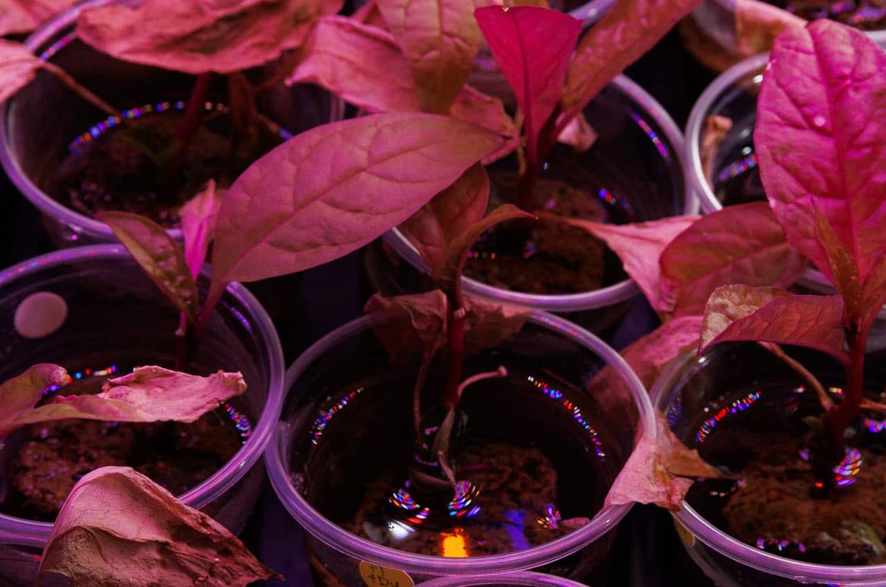 Como uma nova técnica nos ajudará a extrair metais de terras raras… com plantas