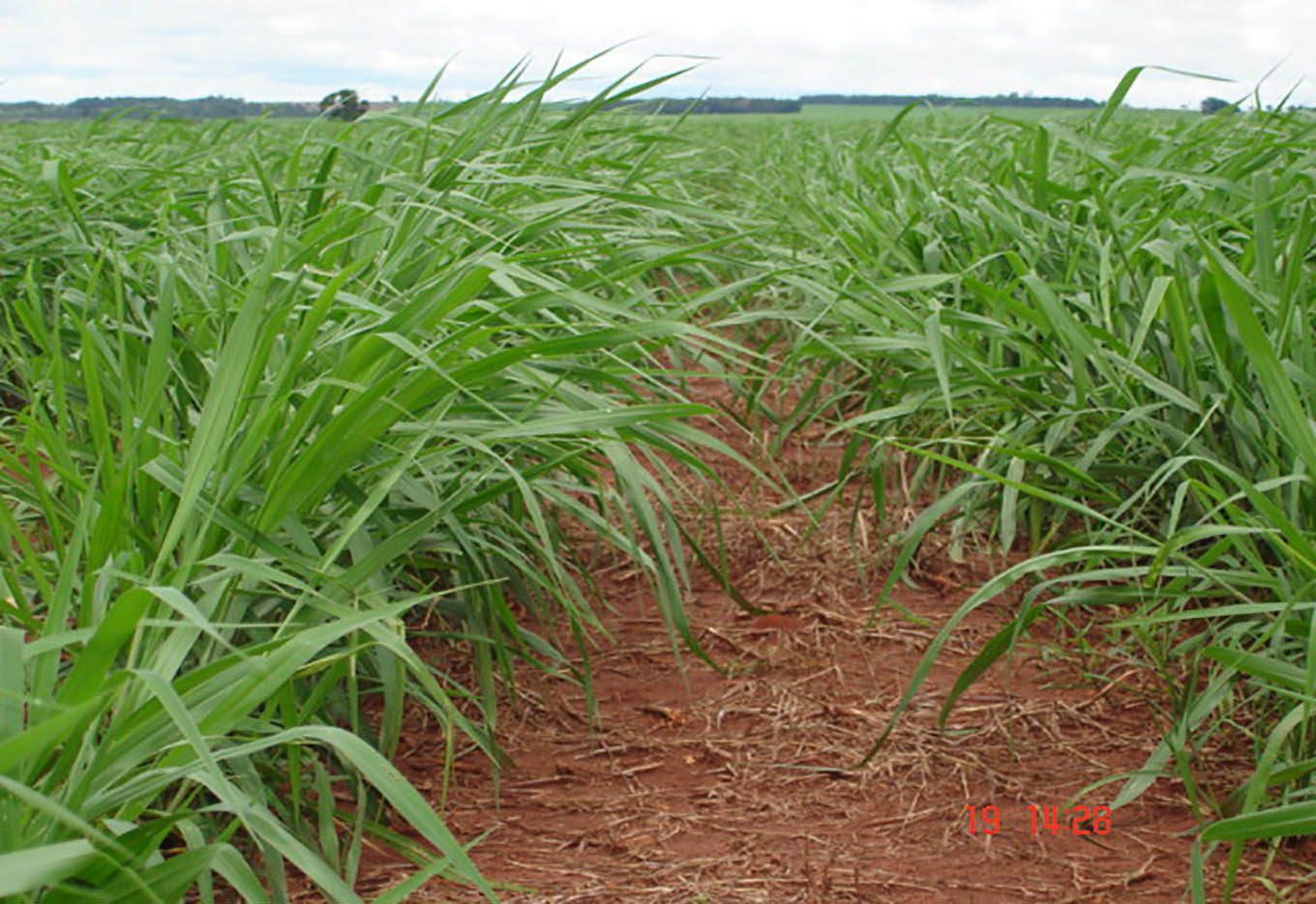 O setor de forrageiras tropicais no Brasil: situação atual e perspectivas de futuro
