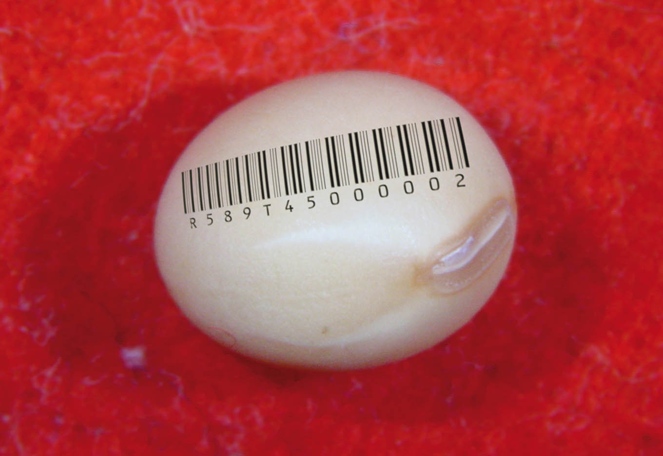 Rastreabilidade na Cadeia Produtiva de Sementes: