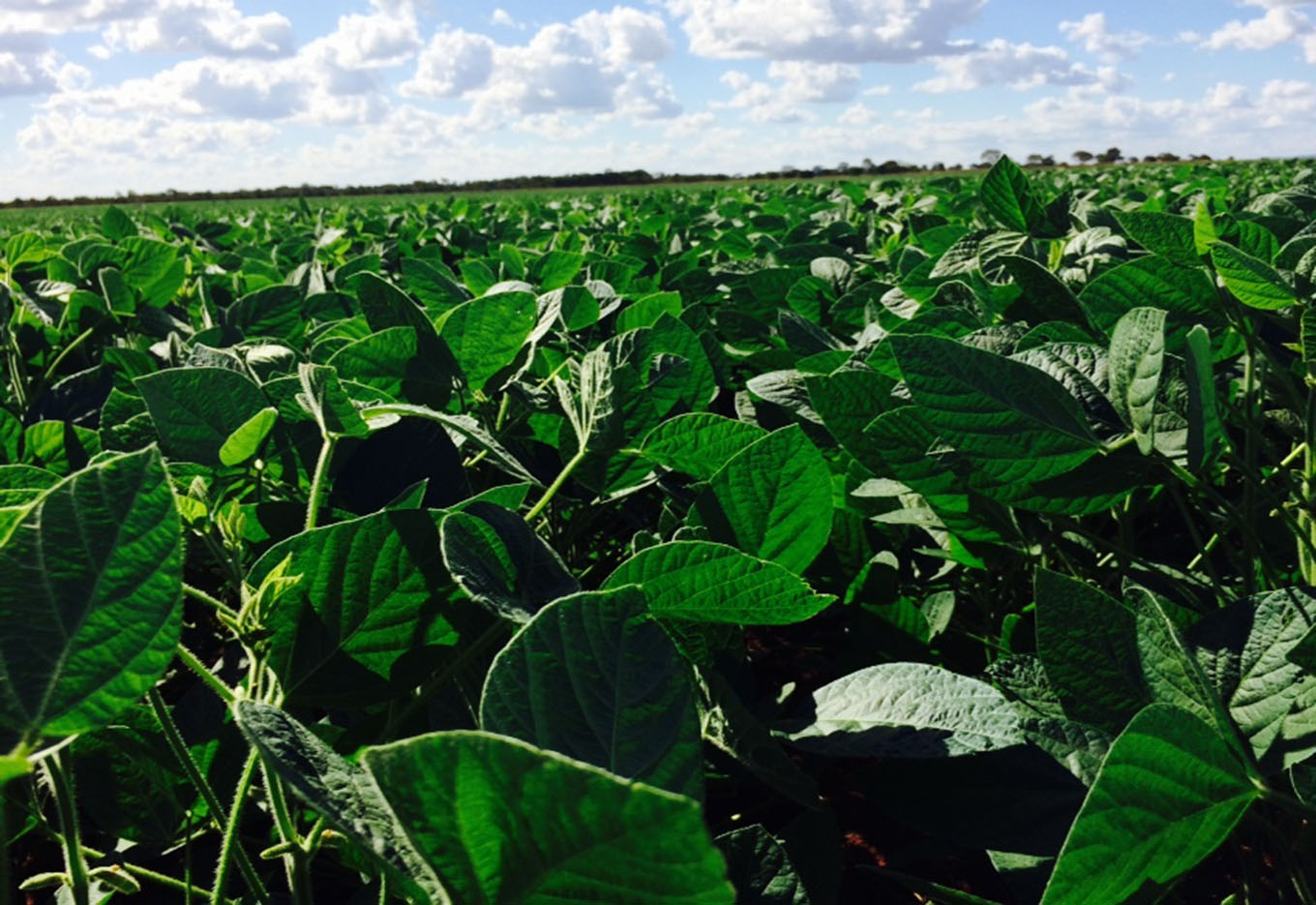 Produtividade de Soja no Cerrado