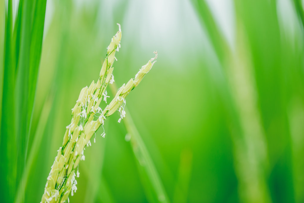 Novo sistema de edição gênica melhora o florescimento diário do arroz
