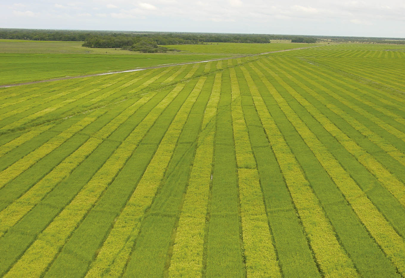 Empresa Ricetec Acredita no Negócio de Sementes de Arroz Híbrido