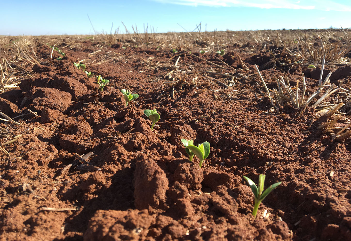 O caso das sementes duras permanece vivo