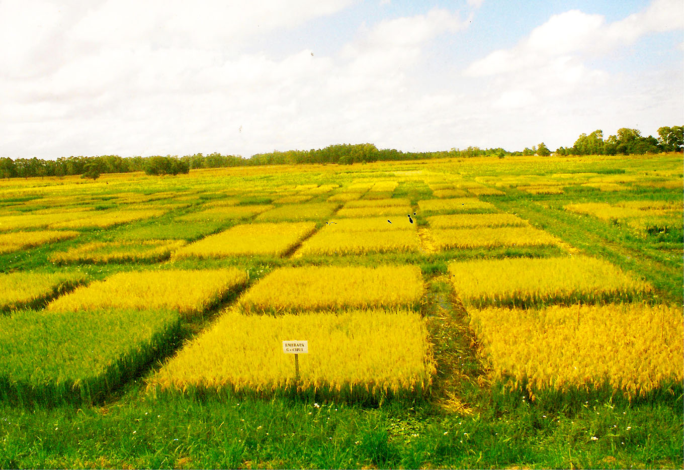 XIII Congresso Brasileiro de Sementes Mostra Exuberância Científica e Tecnológica