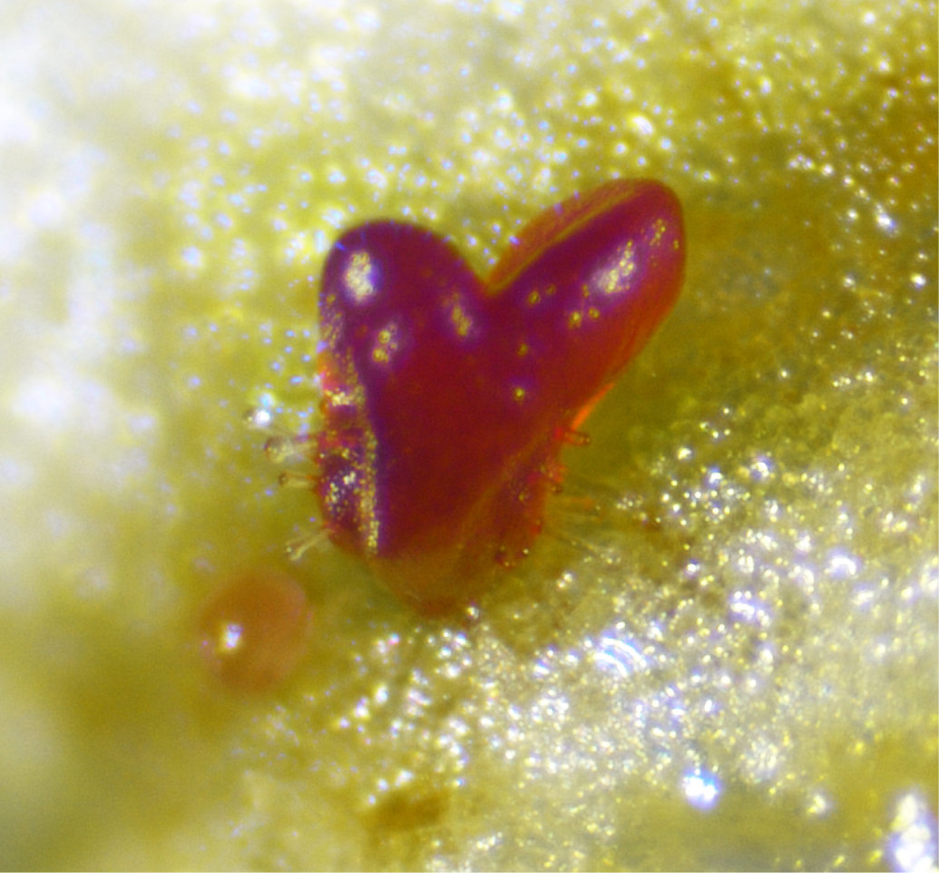 Pesquisadores publicam método sem hormônios para a regeneração de plantas