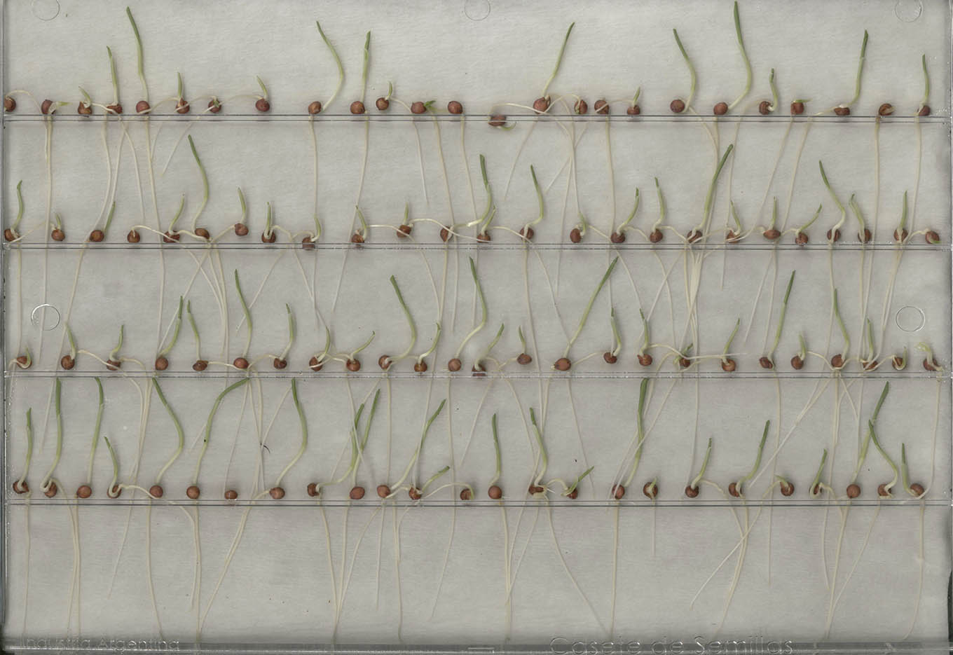 Equipamente de análise de sementes