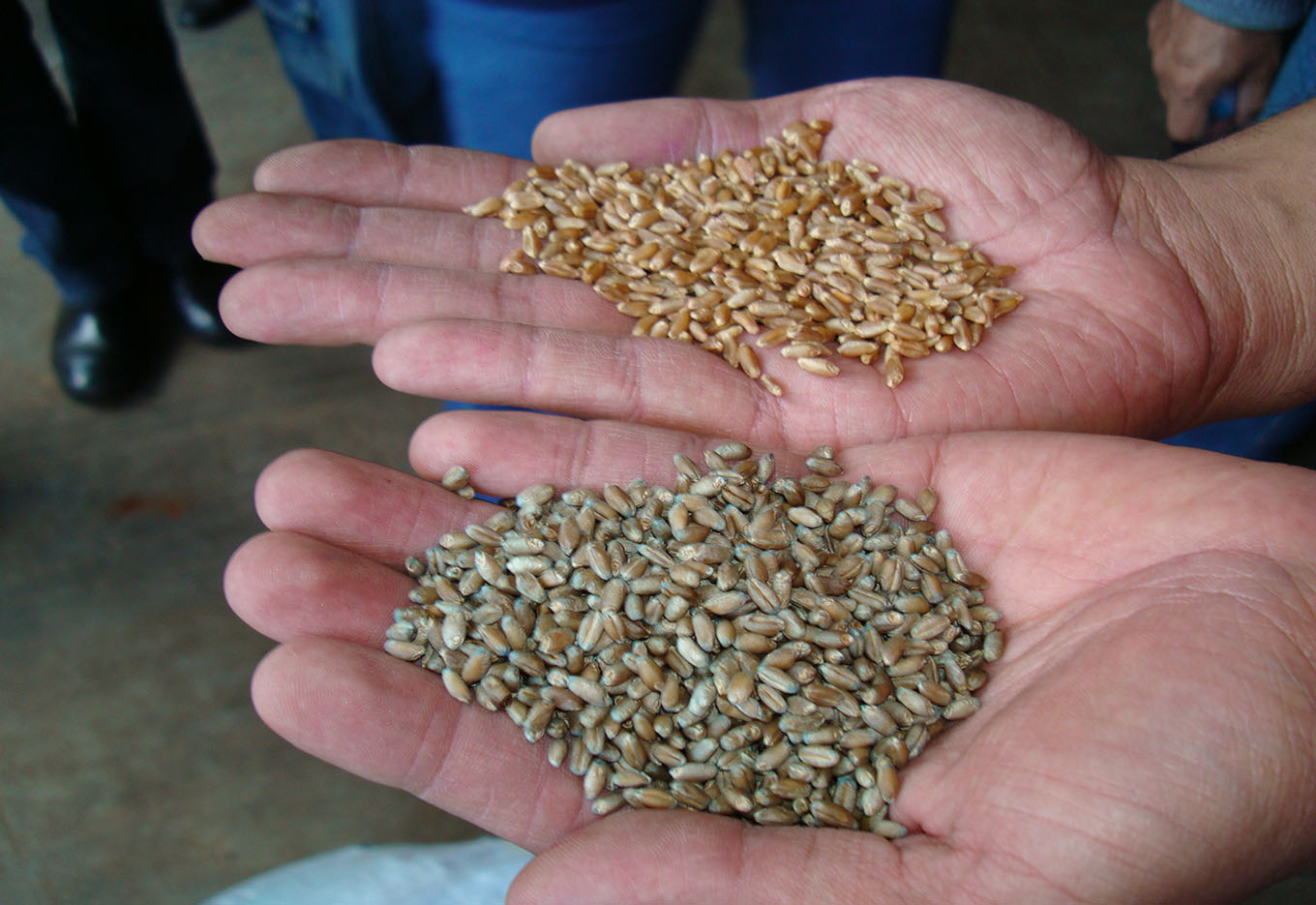 O negócio de sementes na França