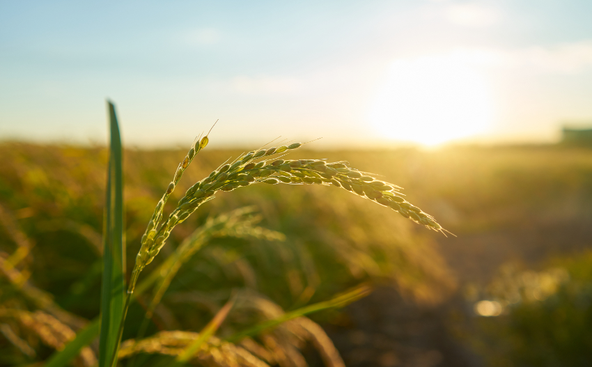 Descoberto mecanismo genético que afeta tolerância do arroz ao frio Descoberto mecanismo genético que afeta tolerância do arroz ao frio