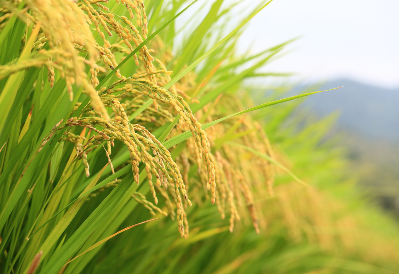 Produção de arroz bate recorde em 2024