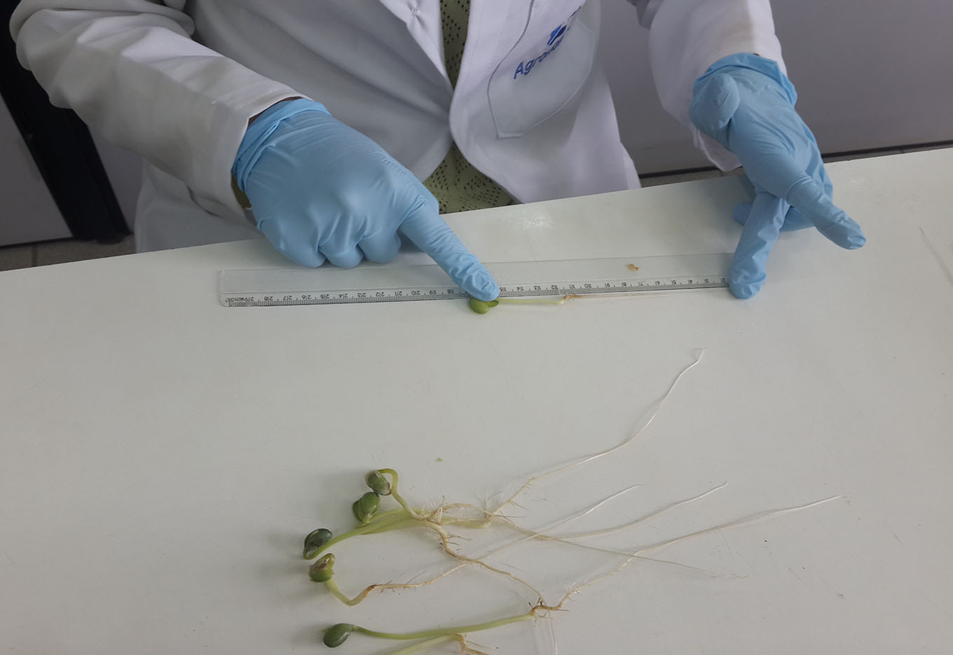 Testes de Vigor de Sementes